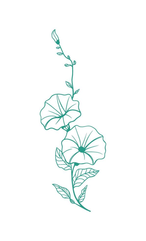 Delicate line drawing of a morning glory flower in a minimalist style vector