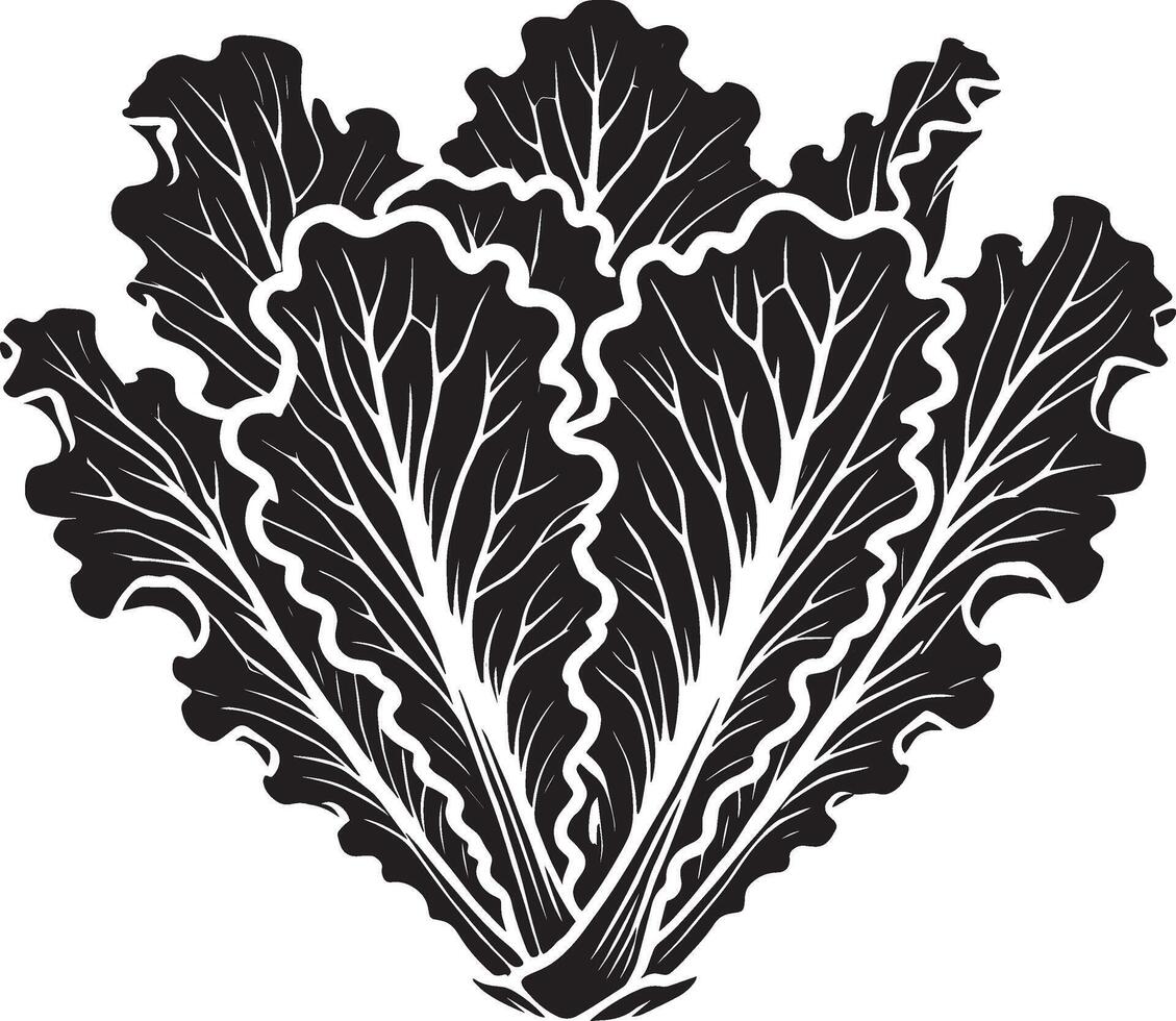Charming lettuce plant silhouette on white vector