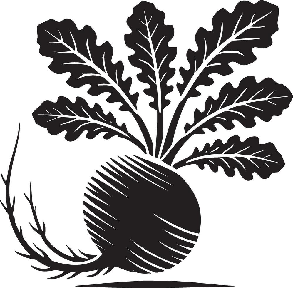 Succulent radish vegetable shadow design isolated on white vector