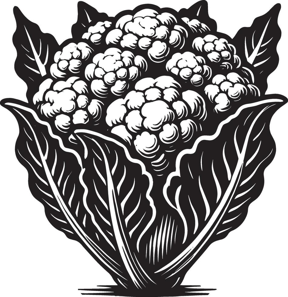 Organic farm cauliflower shadow design on a pure white surface vector