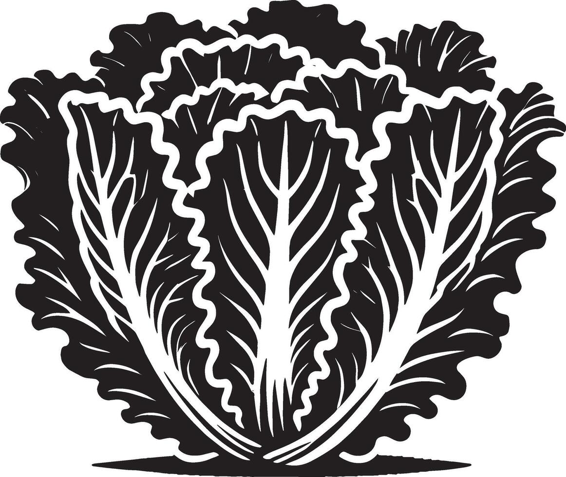 Natural lettuce plant shadow on white vector