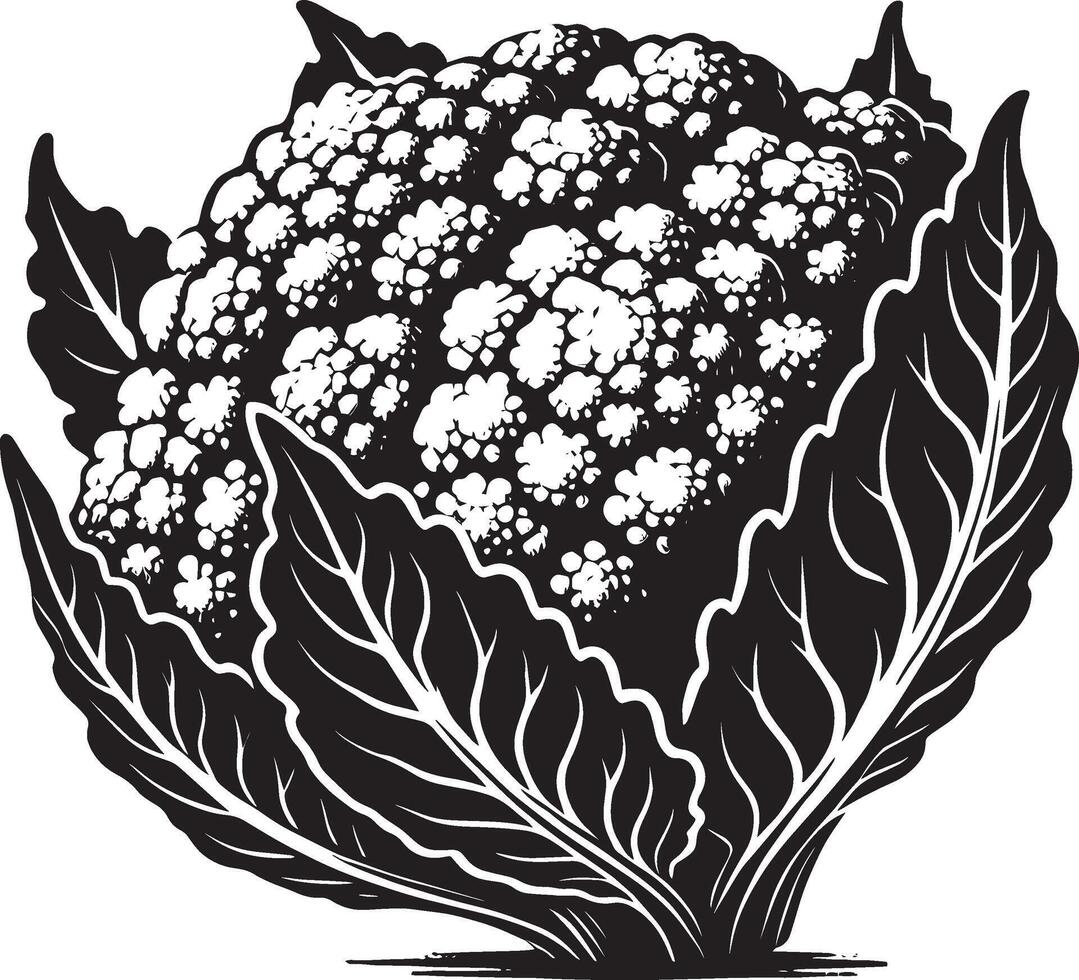 Classic cauliflower shadow illustration on a white background vector