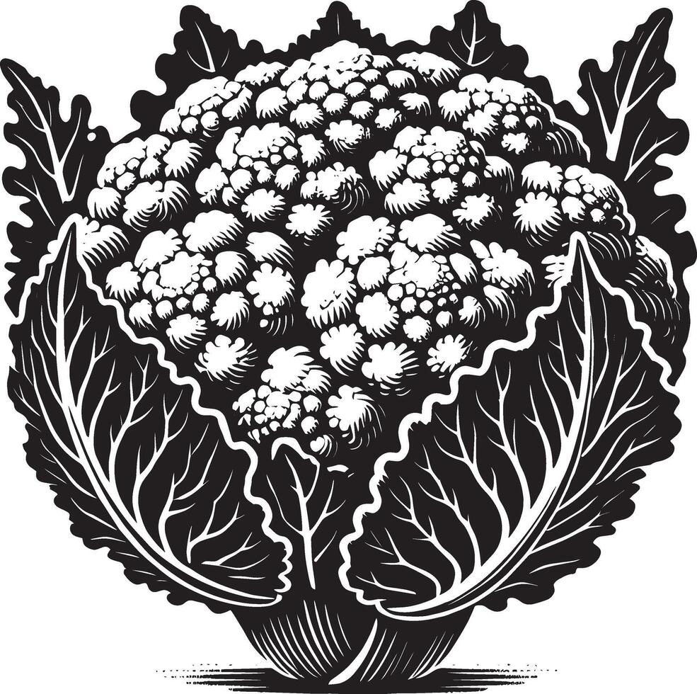 Natural cauliflower silhouette artwork on a plain white backdrop vector