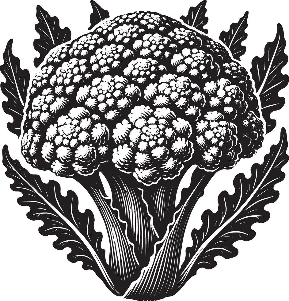 Raw cauliflower vegetable shadow design on a pristine white canvas vector