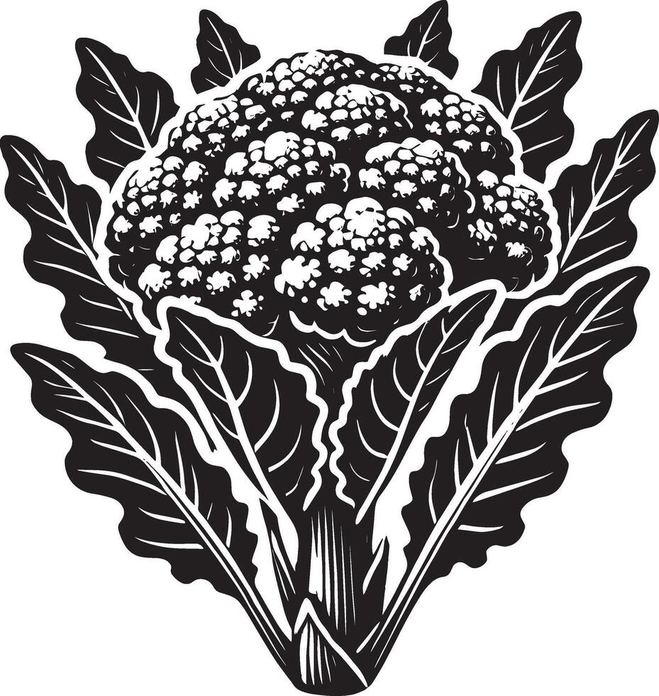 Farm fresh cauliflower silhouette illustration on white vector