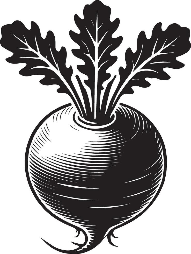 Fresh picked radish root icon design on a white backdrop vector