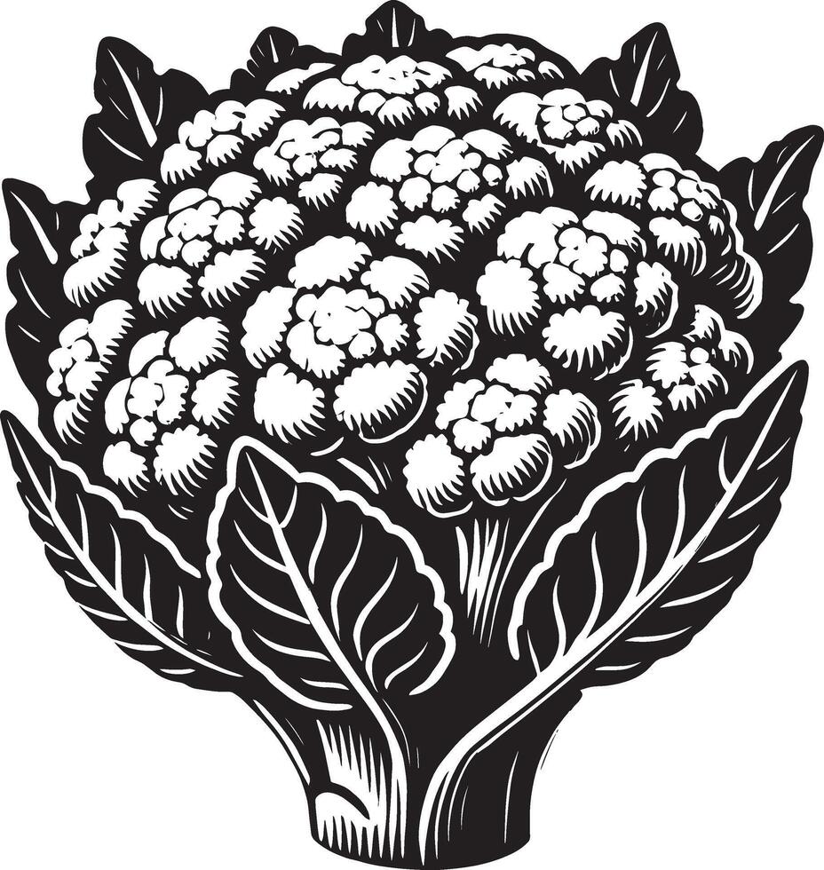 Organic produce cauliflower shadow illustration on a clean white surface vector