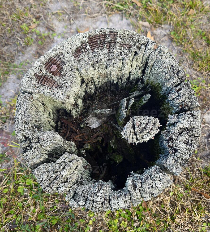 A tree stump with a hole in it photo