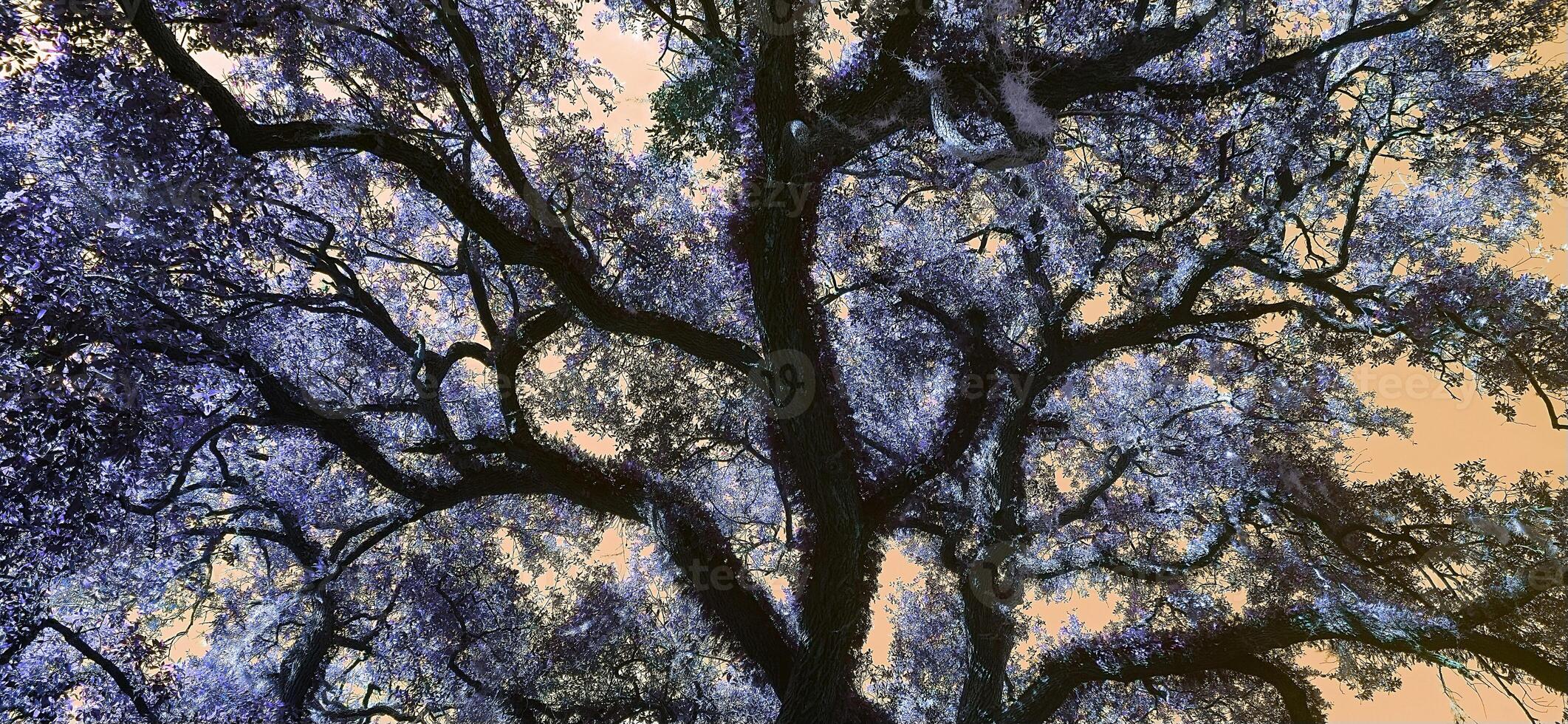 A tree with many branches photo