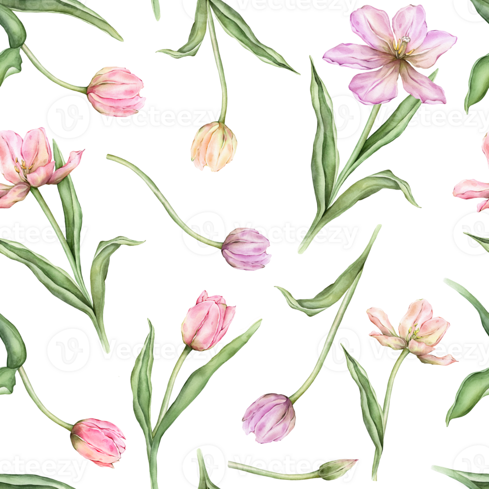Seamless pattern of pastel pink light violet yellow bud Tulips watercolor illustration isolated on background. Hand drawn delicate spring perennial bulbous flower for spring wedding repeat design png