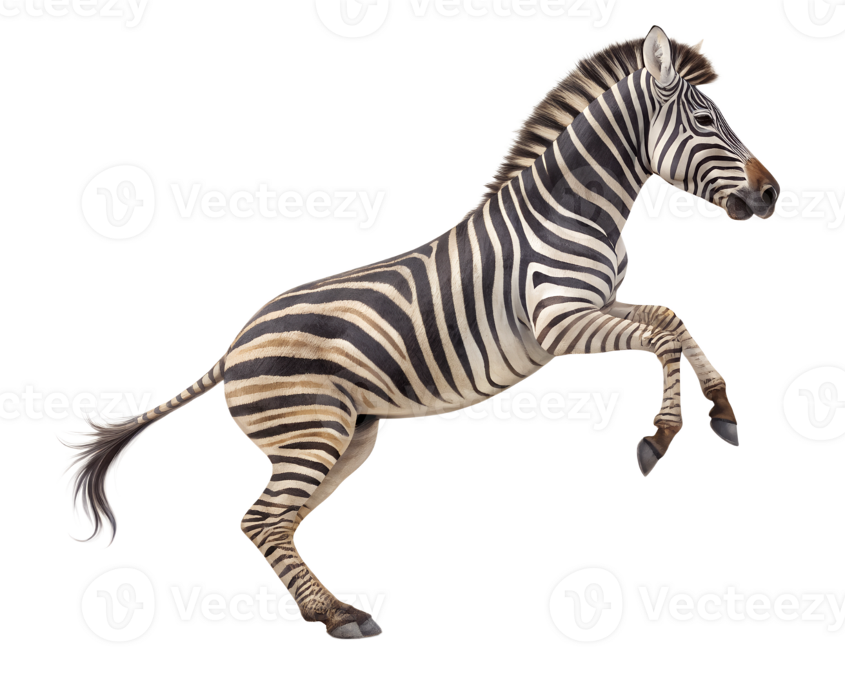 A zebra jumping with legs extended, its striped body in a dynamic pose, isolated on a transparent background png