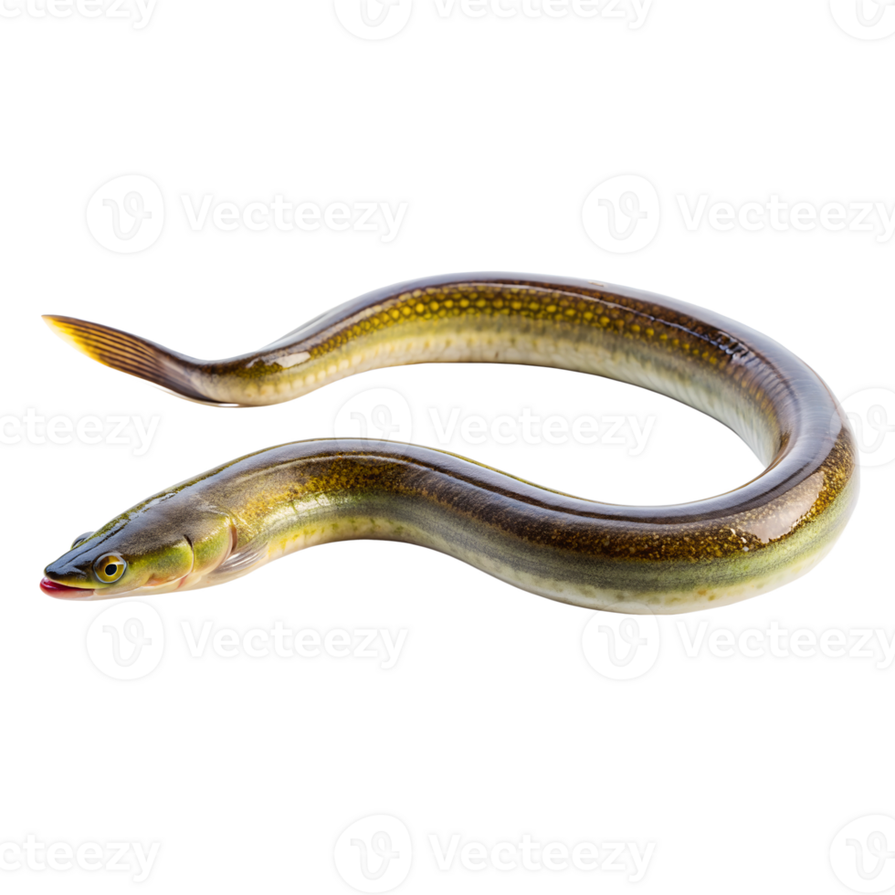 Splendid Garden Eel, isolated on transparent background png