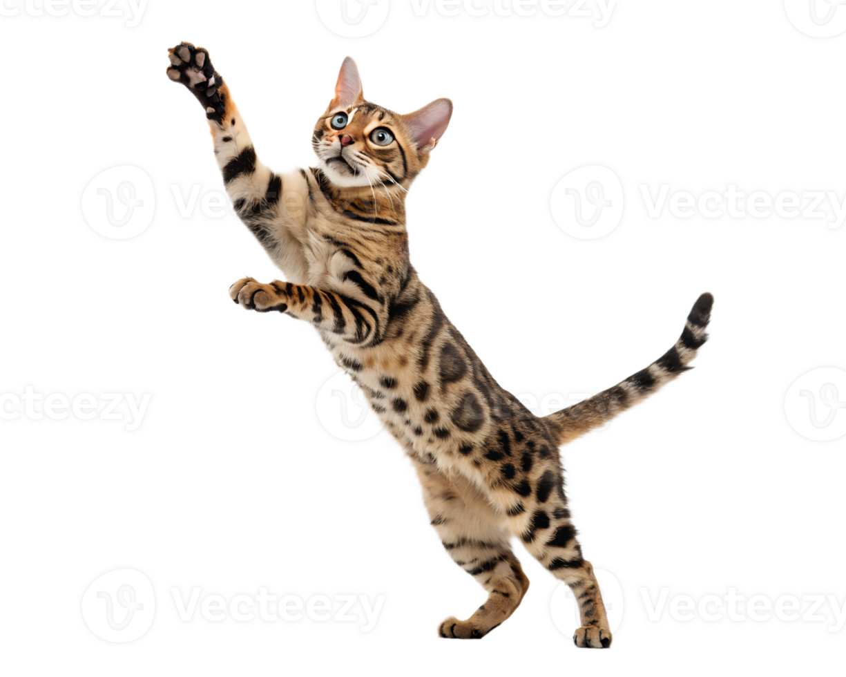 A Bengal cat jumping playfully with paws extended, sleek spotted fur shimmering isolated on a transparent background png