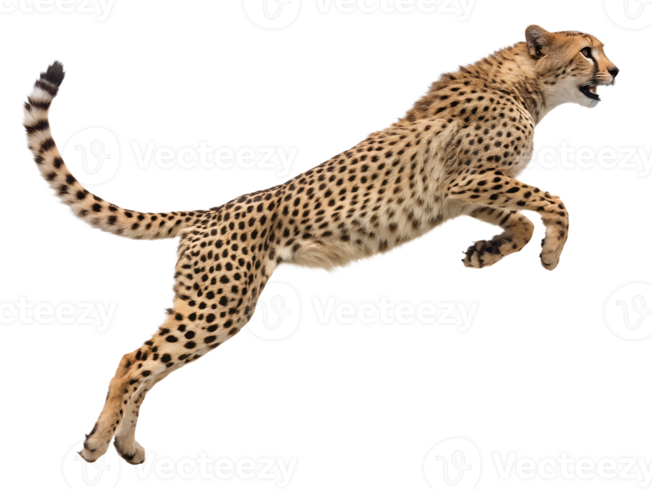 Photograph a Cheetah leaping on mid-air isolated on a transparent background png