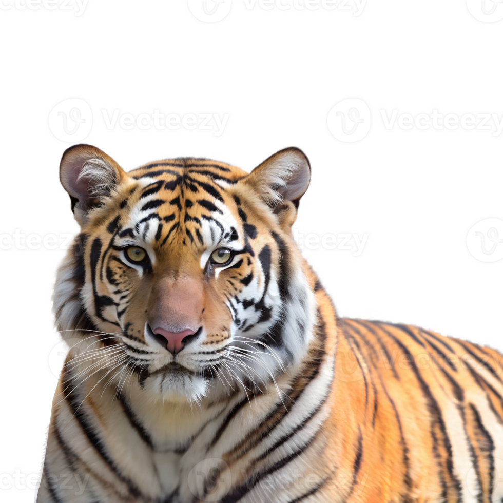 a close-up of a bengal tiger, isolated on a transparent background png