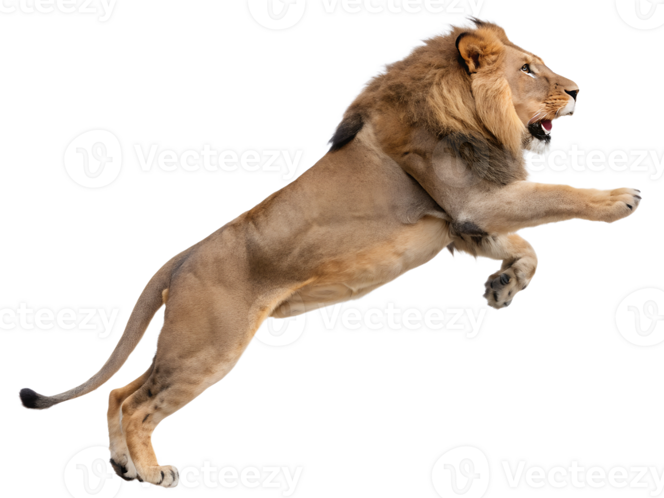 Photograph a lion leaping on mid-air isolated on a transparent background png