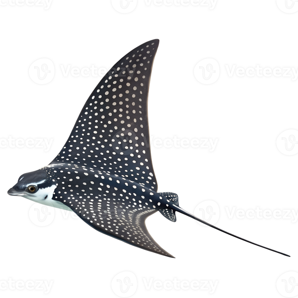 A graceful spotted eagle ray with white polka dots gliding. isolated on a transparent background png