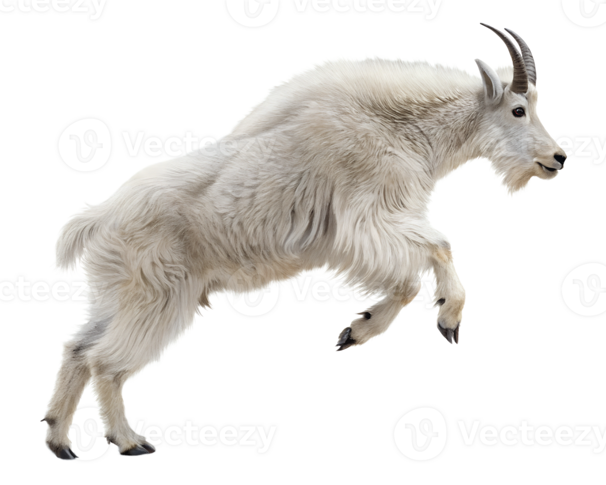 A mountain goat mid-leap isolated on a transparent background png