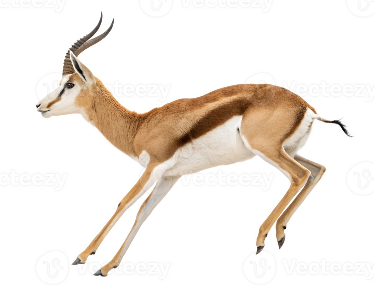 A springbok executing a high pronk, all legs rigid and straight, tail lifted, isolated on a transparent background png