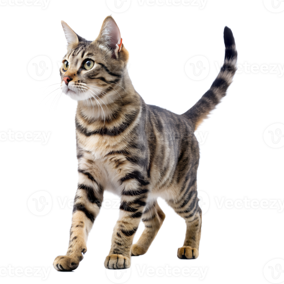 cat walking isolated on a transparent background png