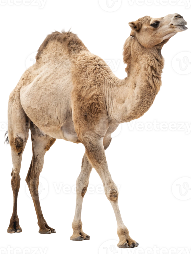 realistic full body camel transparant background png
