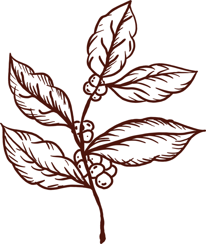 Hand-Drawn Coffee Plant Illustration png