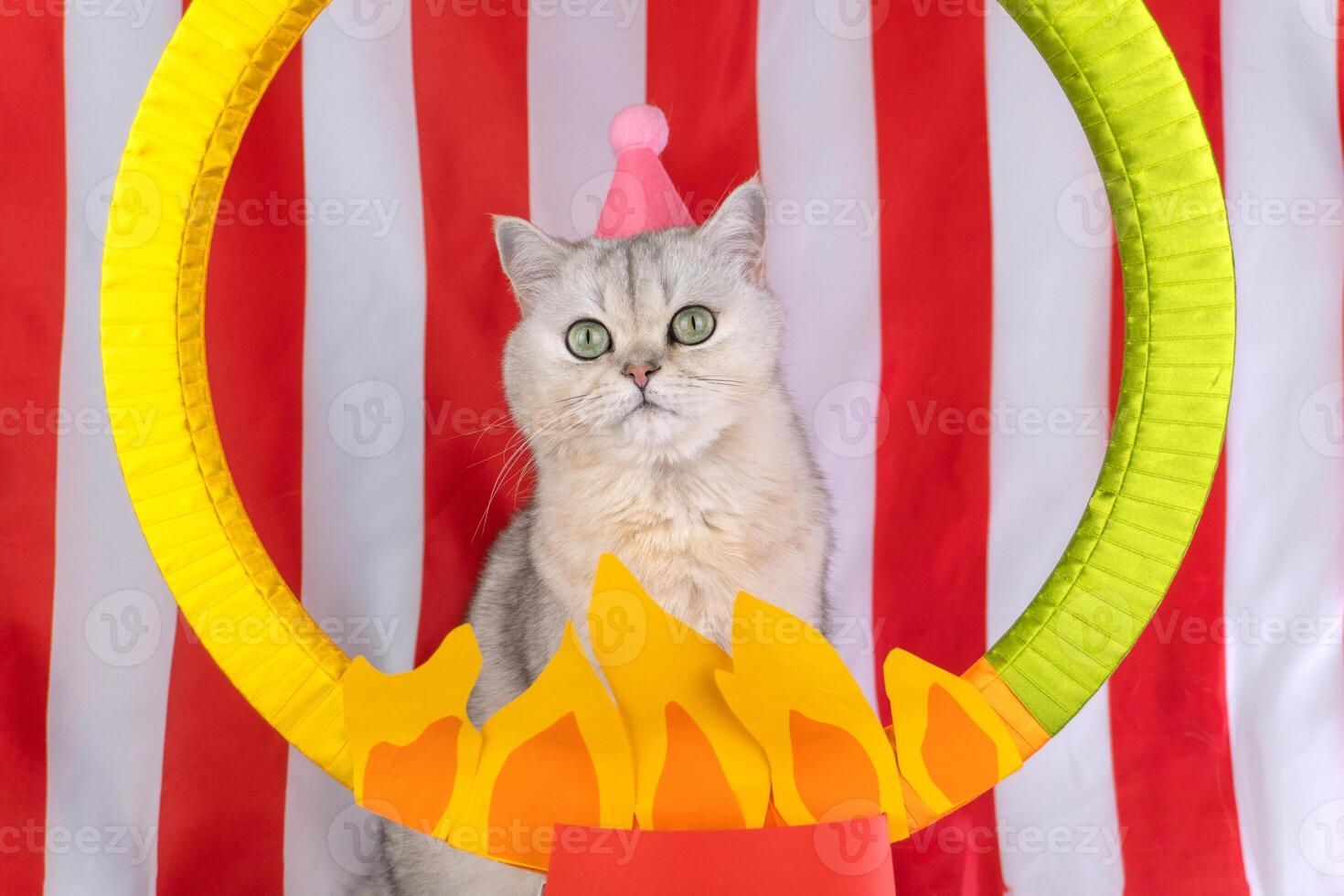 Cat with circus hat behind fiery hoop against red and white backdrop photo