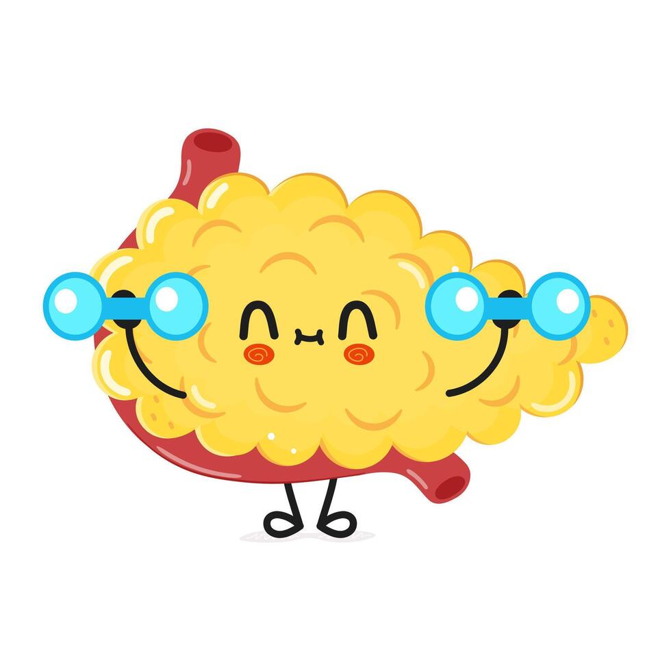 Cute funny Pancreas character with dumbbells. hand drawn cartoon kawaii character illustration icon. Isolated on white background. Pancreas character gym concept vector
