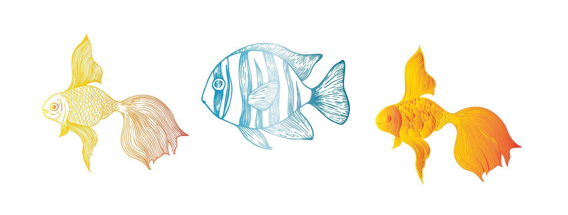 tropical tropical and gold fish. Hand painted line exotic reef. Graphic tropical clip art isolated on background. Underwater illustration. For designers, invitations, decoration, postcards vector