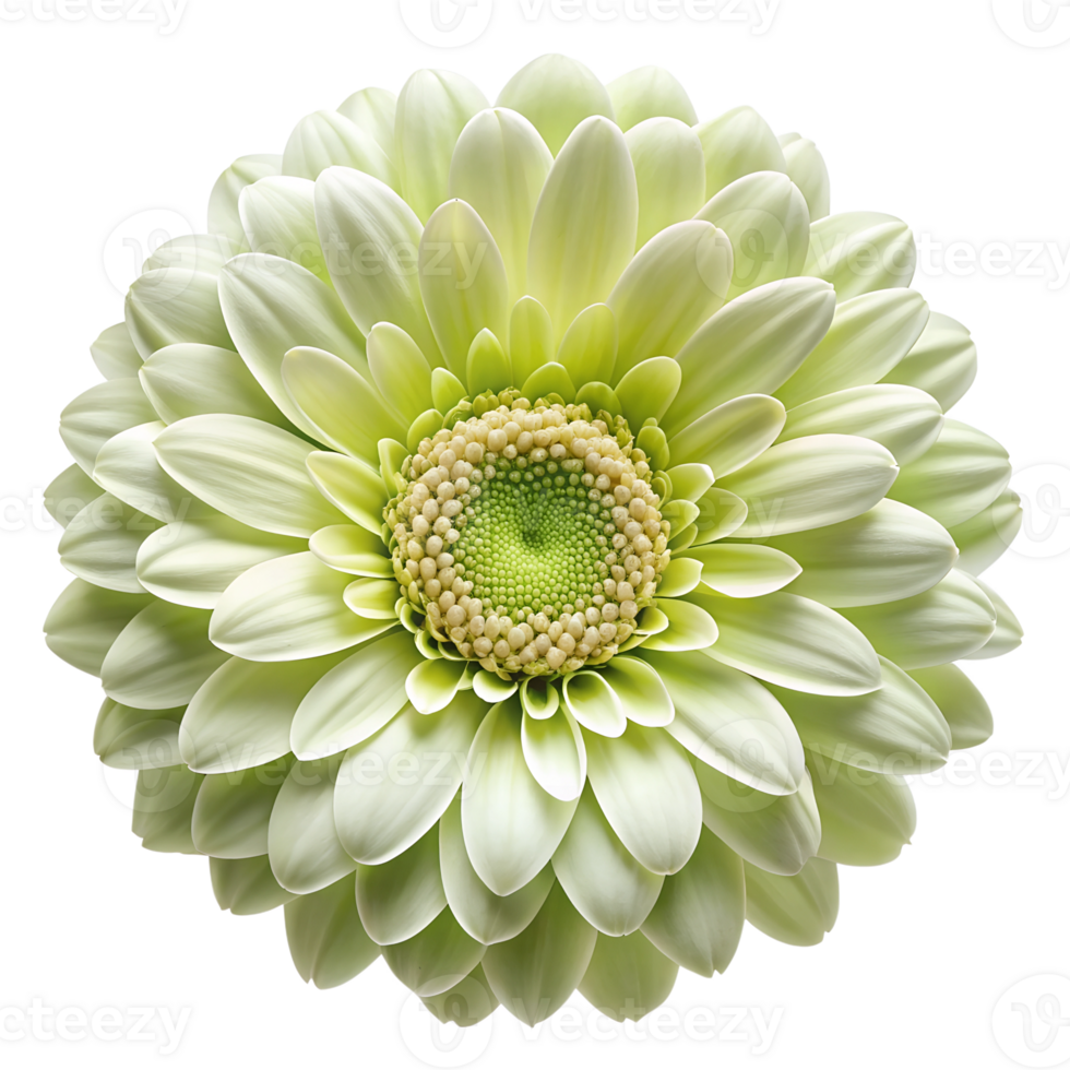 A green flower is shown in the center of the screen png