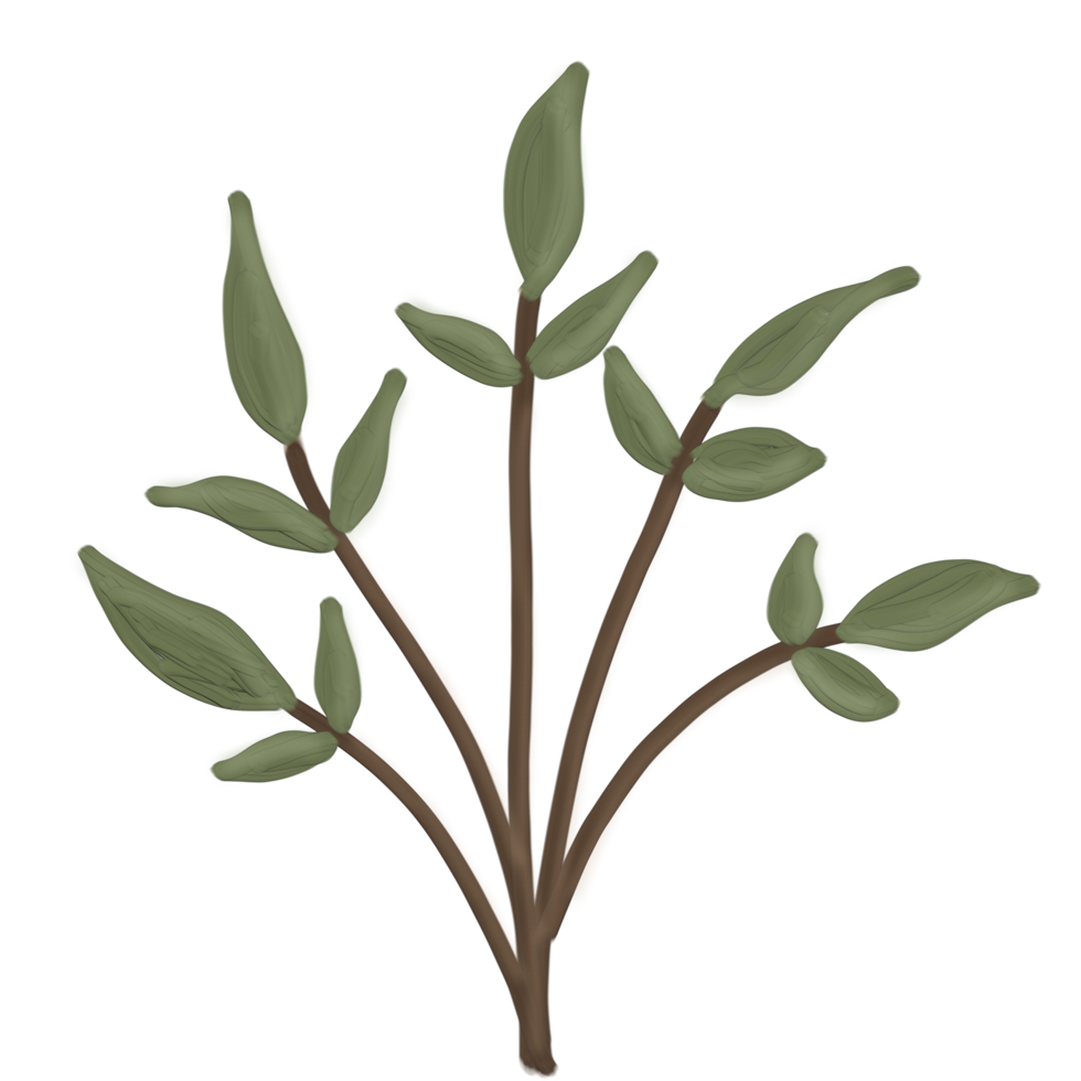 a plant with leaves on it, on a transparent background png