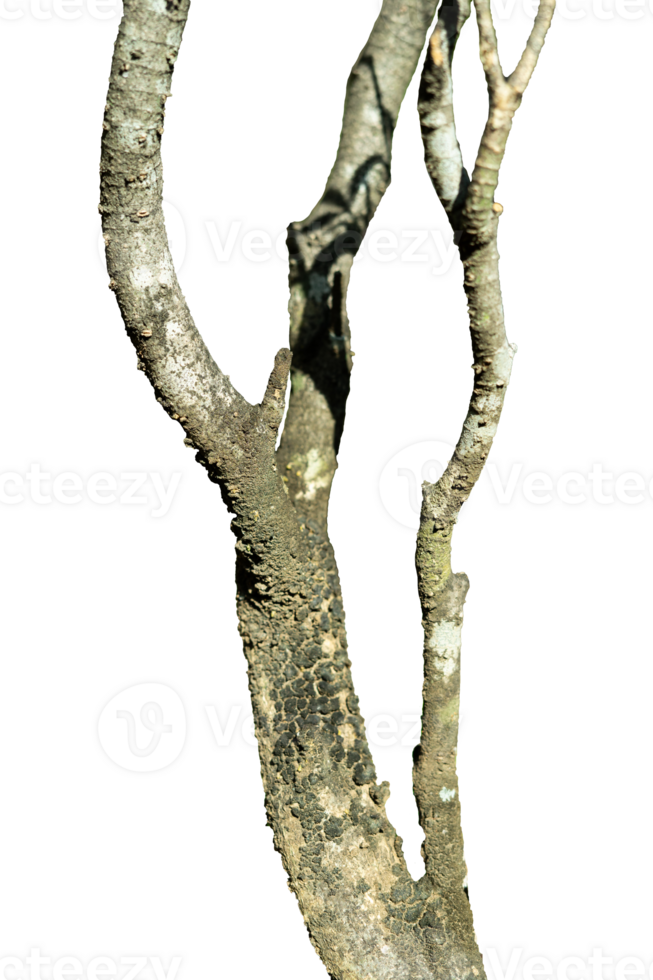 tree branch isolated png