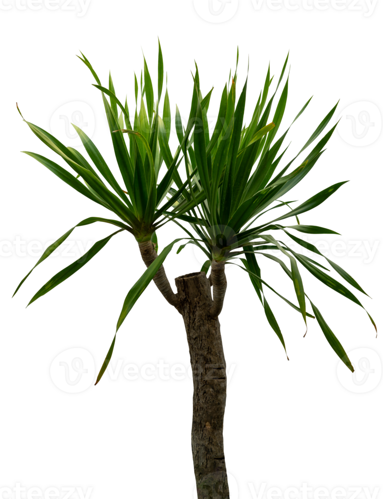 garden tree isolated png