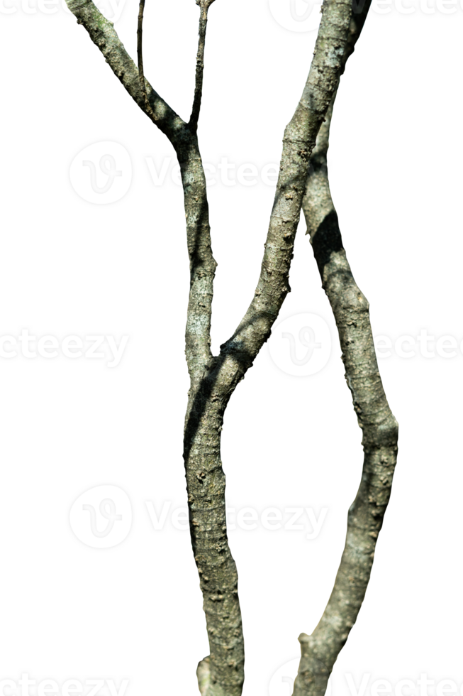 Tree trunk with branches element png
