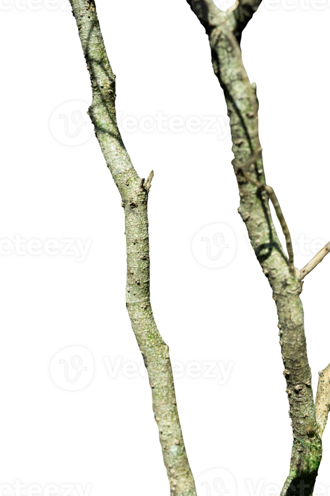 Tree trunk isolated png