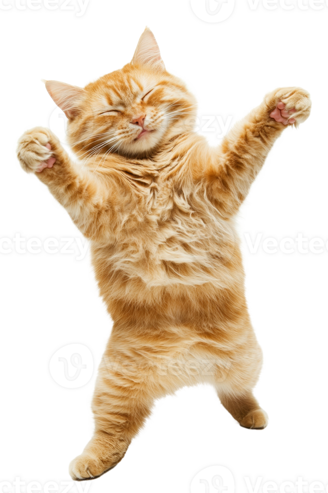 A joyful cat dancing the tango against a transparent background png