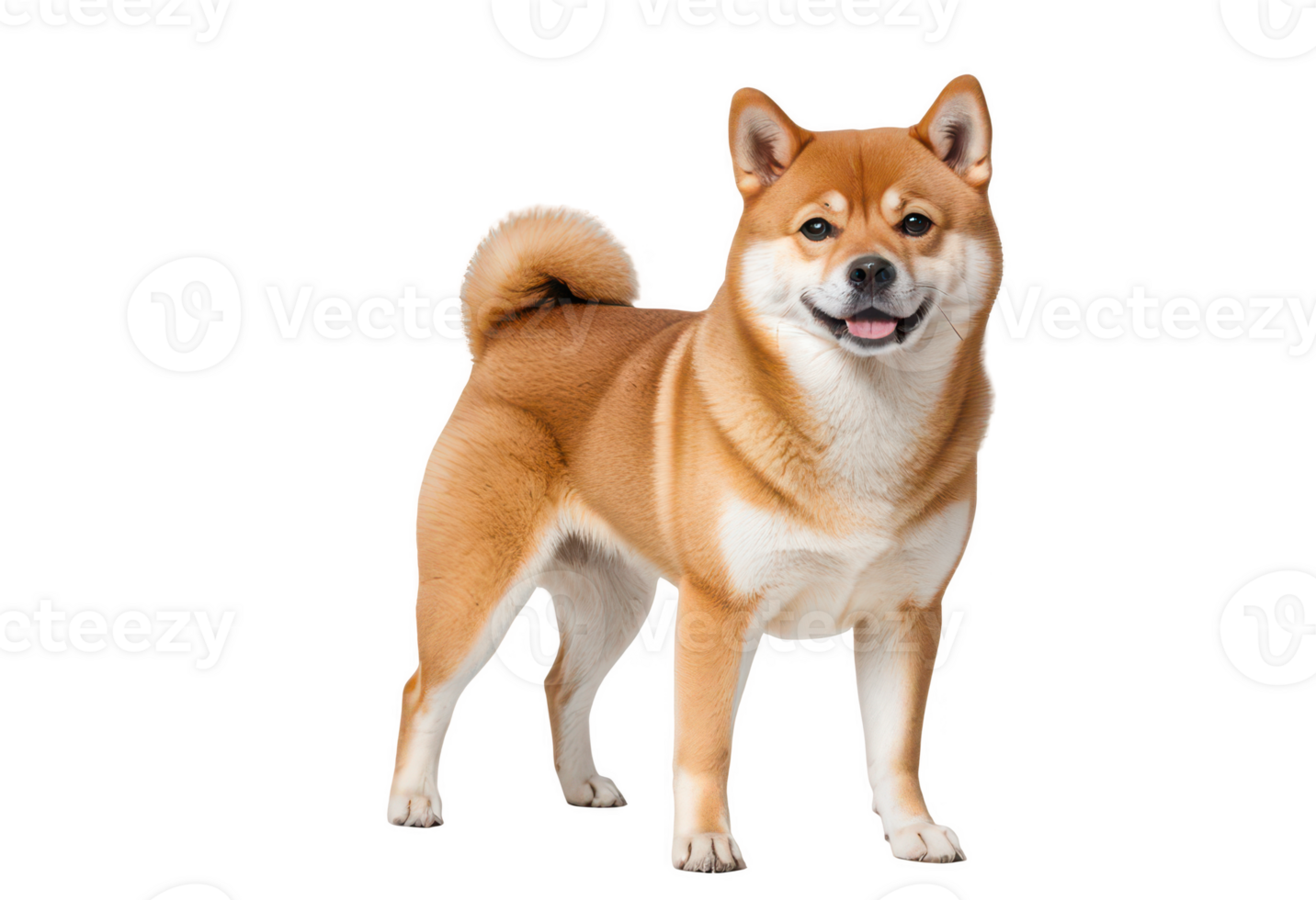 Smiling Shiba Inu Dog isolated on transparent background png