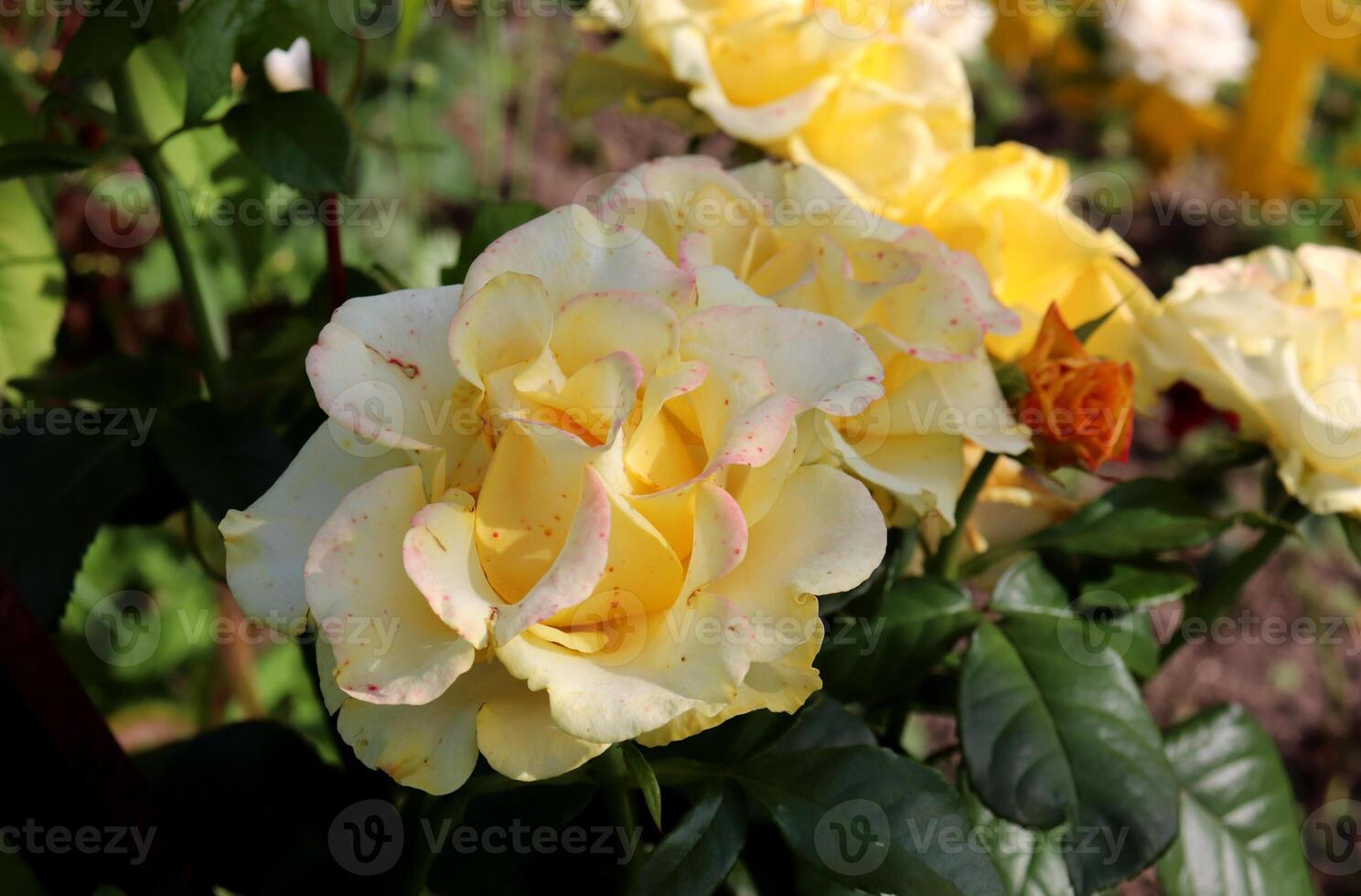 Light yellow roses with speckled petals on a flowerbed photo