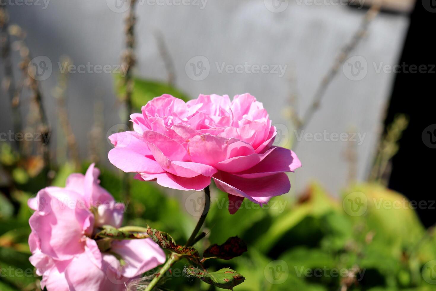 Pink peony roses on a flowerbed in the garden on a sunny day photo