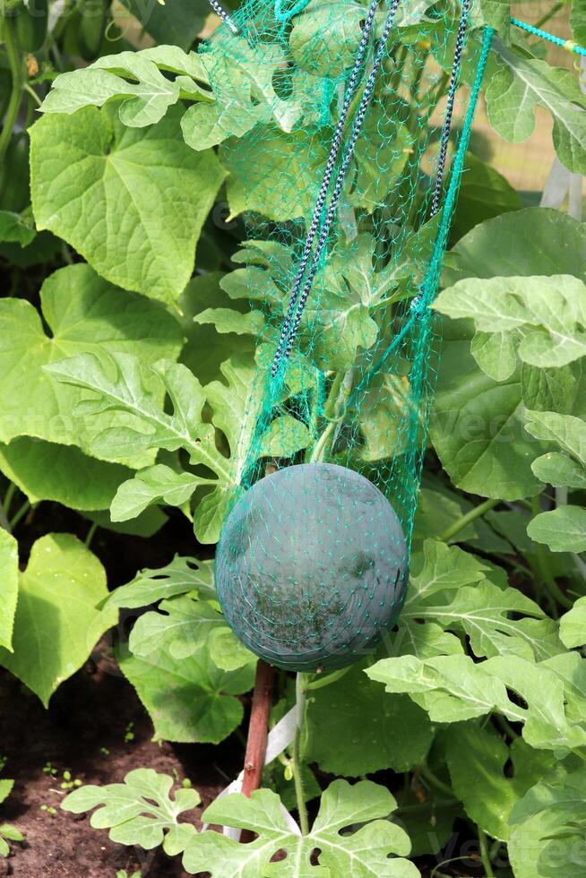 Watermelon in a net ripens in a greenhouse in sunlight photo