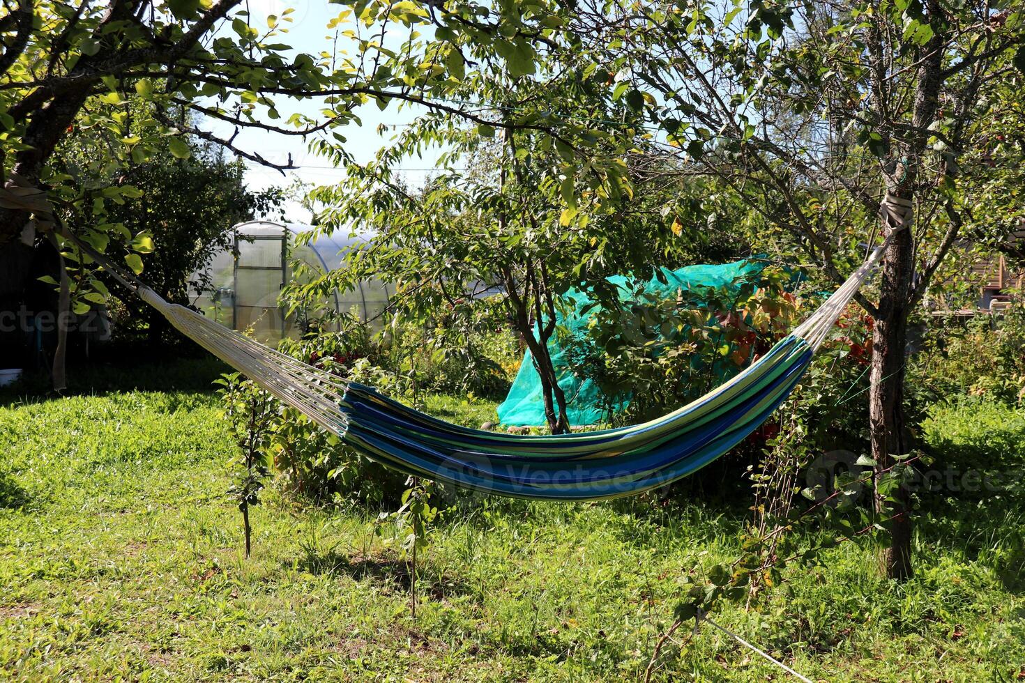 A striped hammock hangs between apple trees in a garden opposite a greenhouse photo
