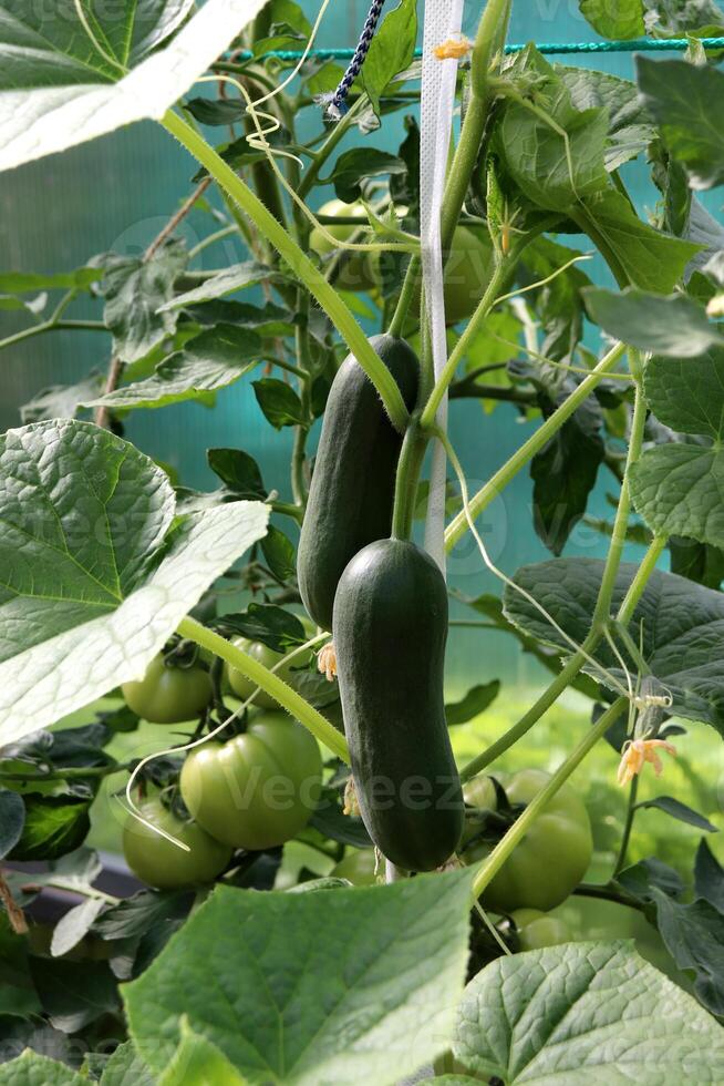 Large smooth ripe cucumbers on a bush photo