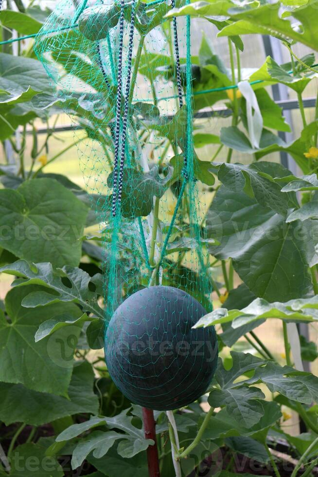 Watermelon in a net ripens in a greenhouse among foliage photo