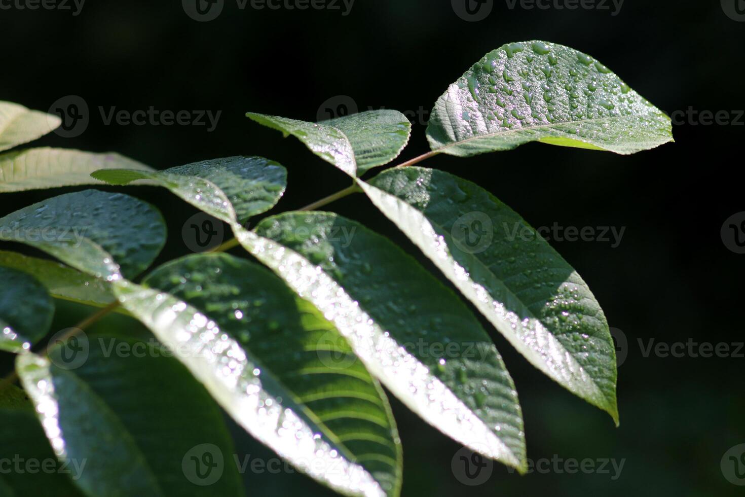 Manchurian walnut leaf with dew or rain drops in the morning sun, focus on one leaf photo