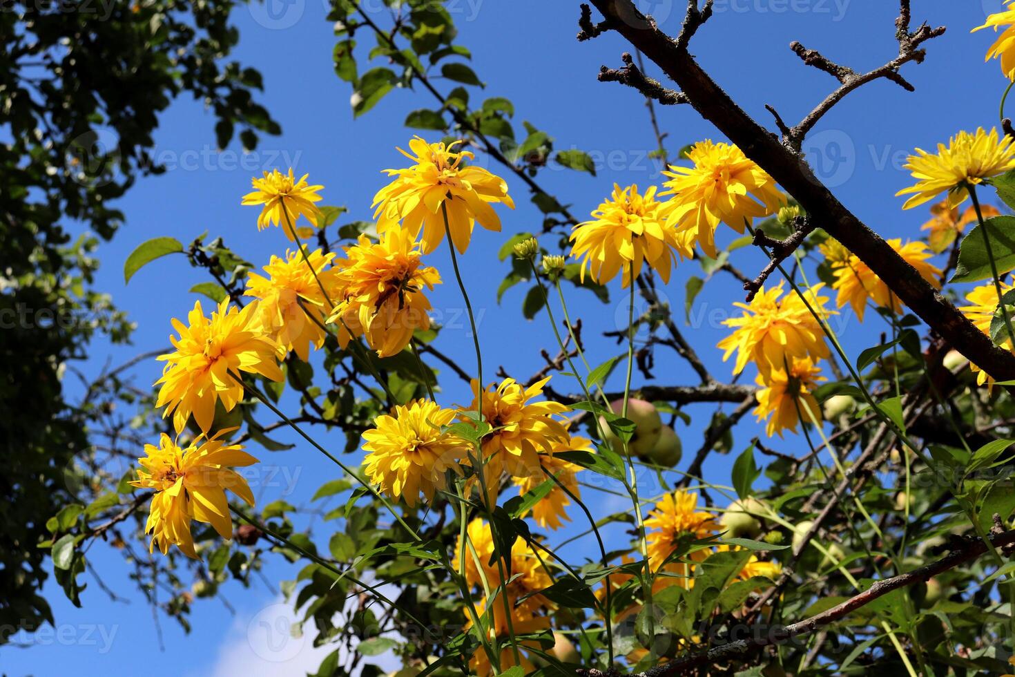 Yellow rudbeckia flowers against the background of apple tree branches with fruits and blue sky photo