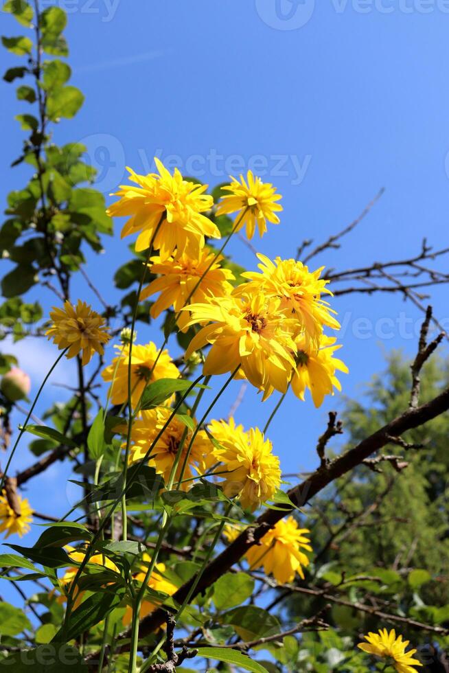 Yellow rudbeckia flowers against the background of apple tree branches - vertical photo
