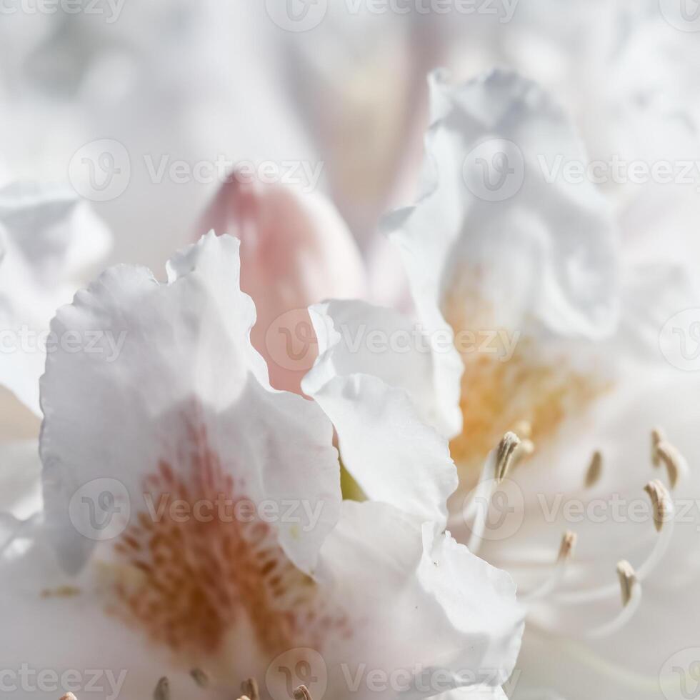 Soft focus, abstract floral background, white Rhododendron flower petals. Macro flowers backdrop for holiday brand design photo