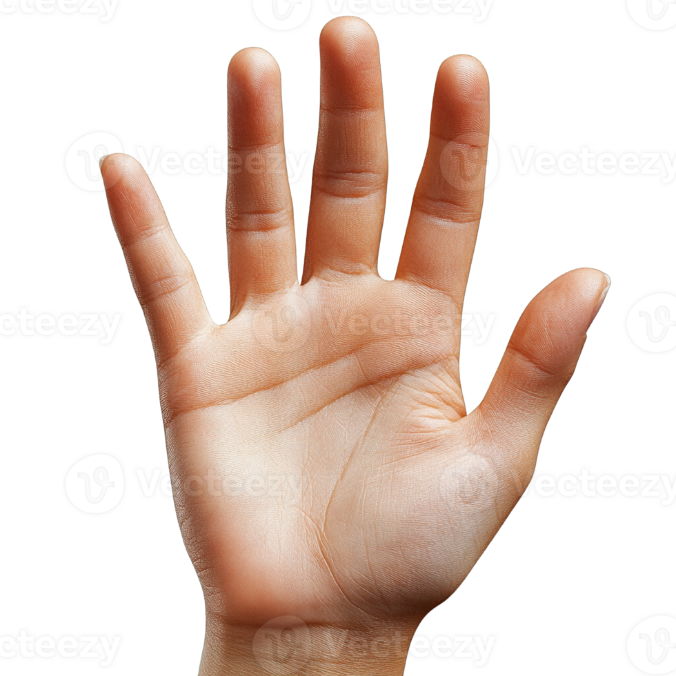 Hand with Spread Fingers and Palm Visible Isolated on Transparent Background png