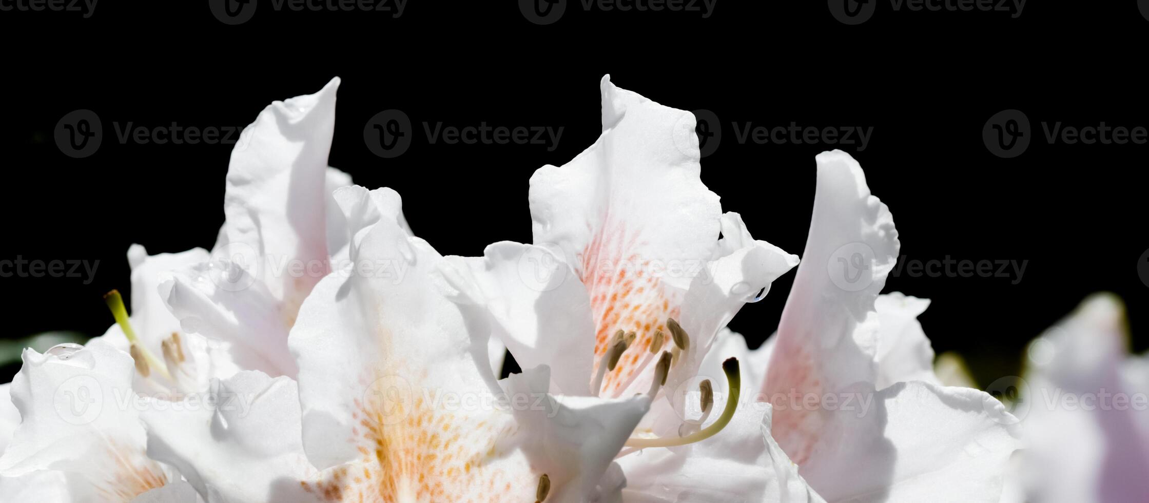 Blooming white rhododendron flower isolated on a black background photo