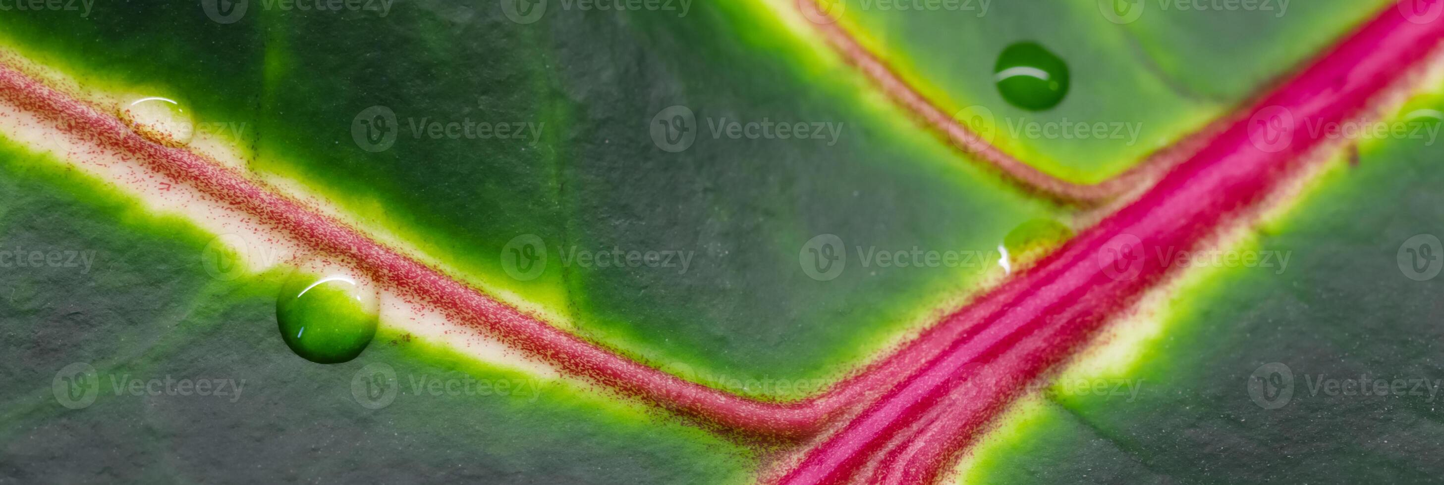 Abstract green background. Macro Croton plant leaf with water drops. Natural backdrop photo